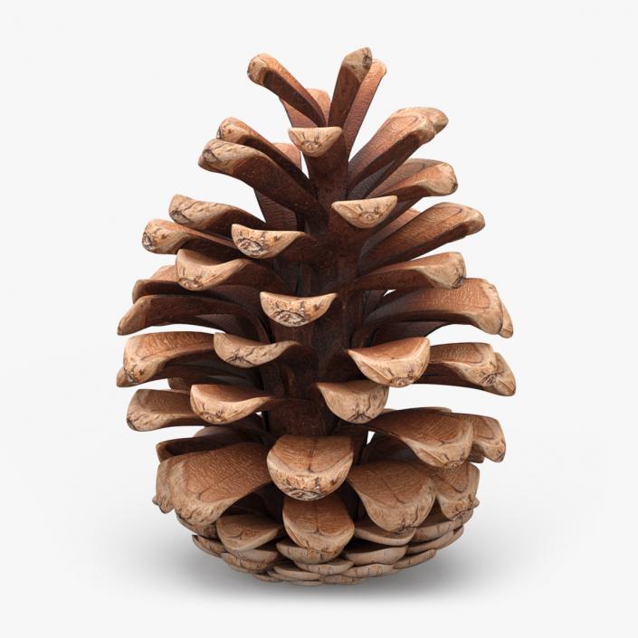 3D Opened Pine Cone