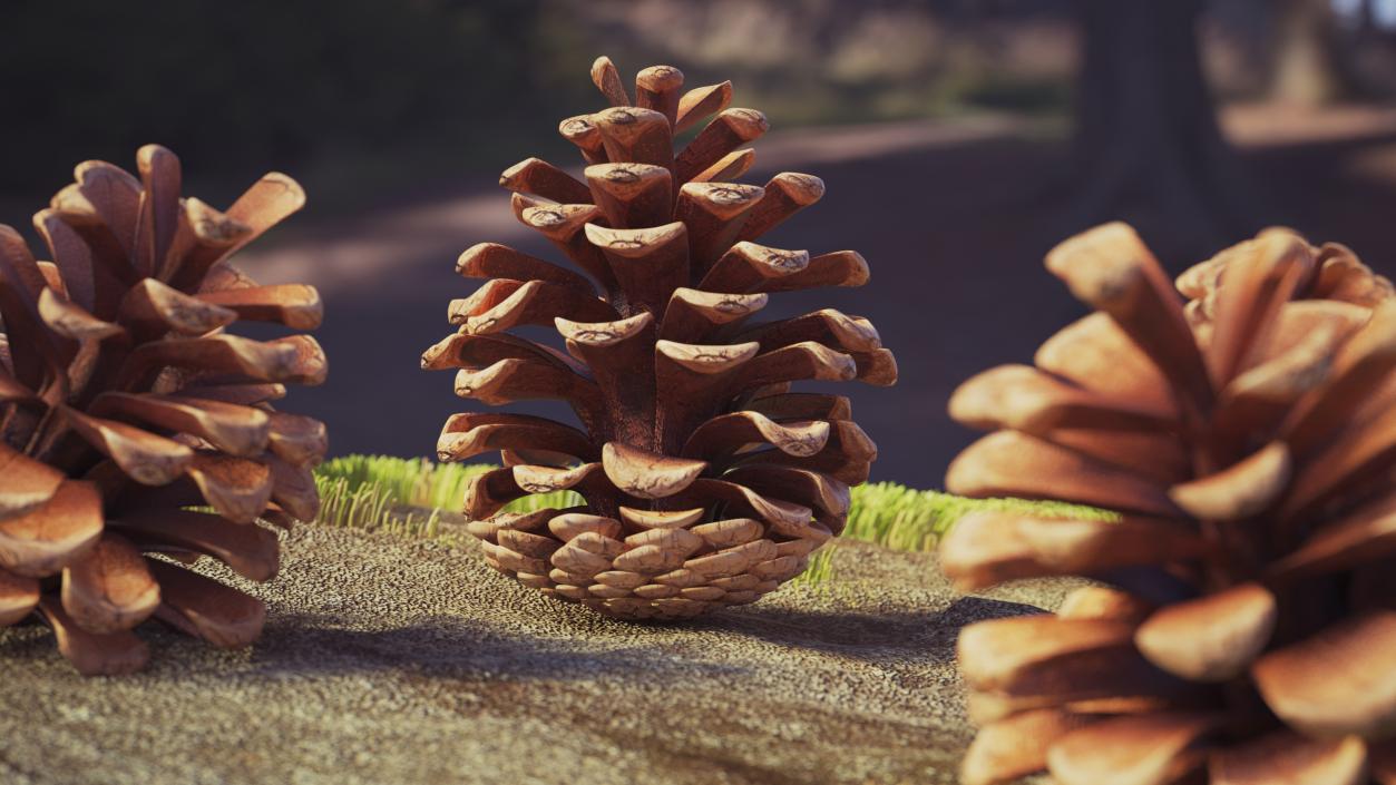 3D Opened Pine Cone