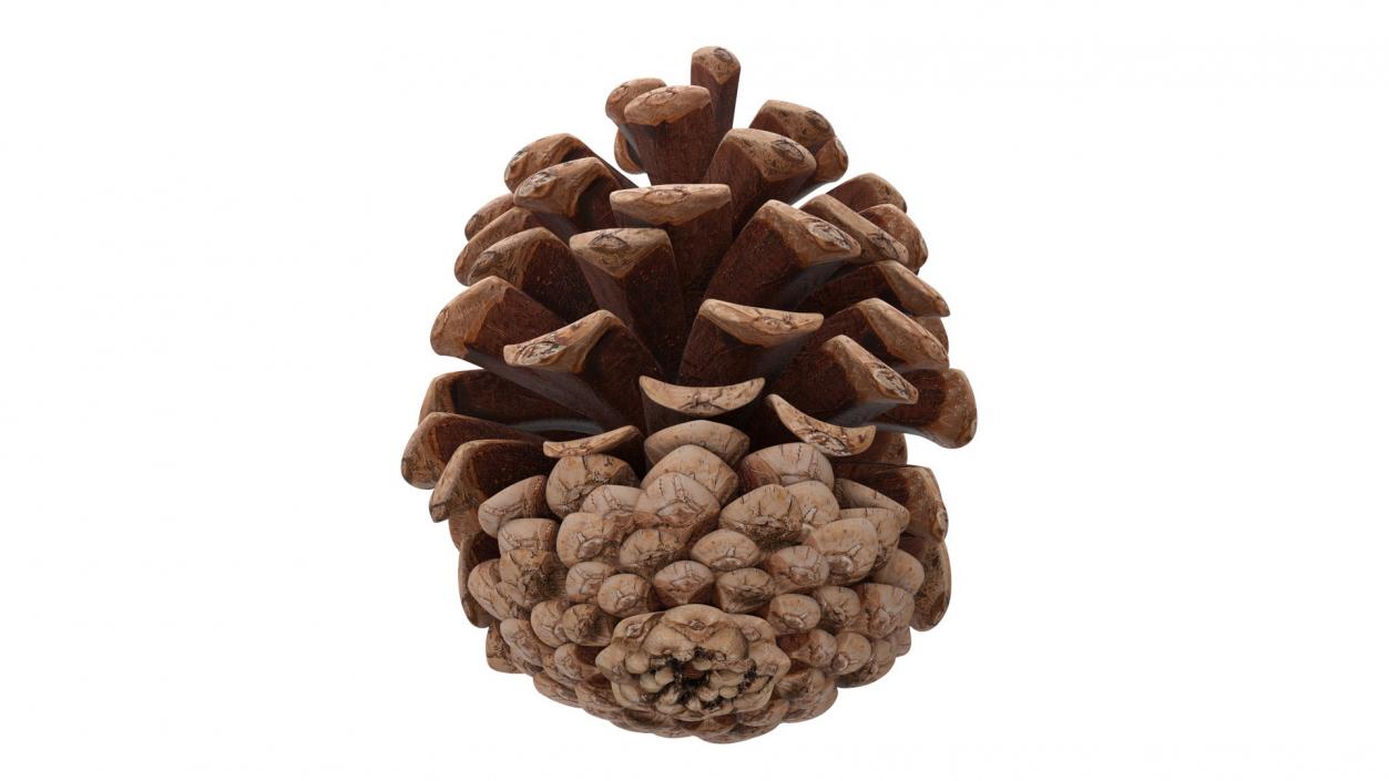 3D Opened Pine Cone