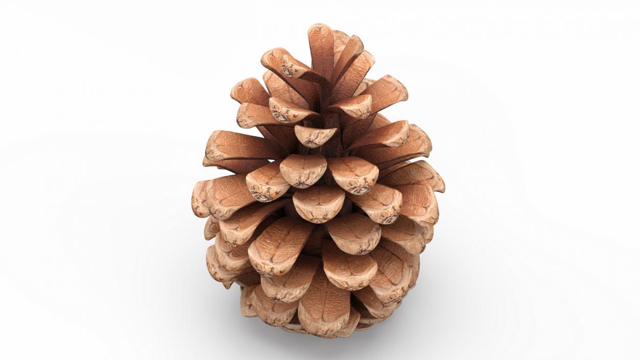 3D Opened Pine Cone