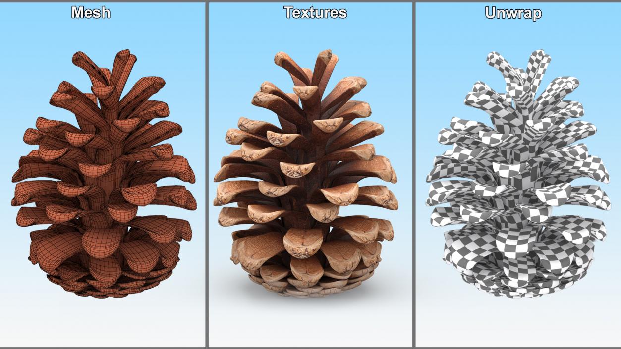 3D Opened Pine Cone