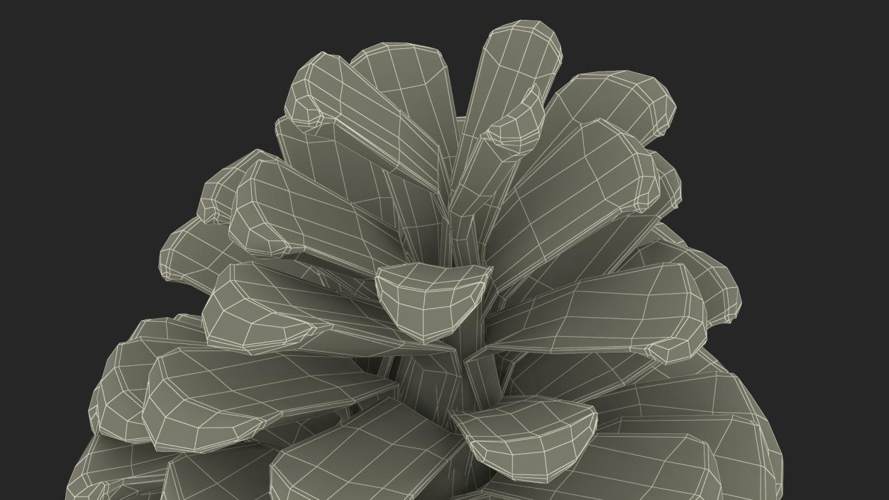 3D Opened Pine Cone