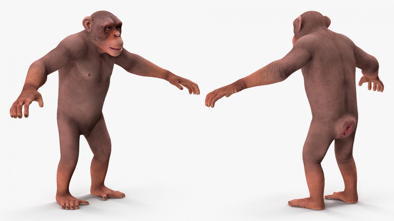 3D Light Chimpanzee Rigged model