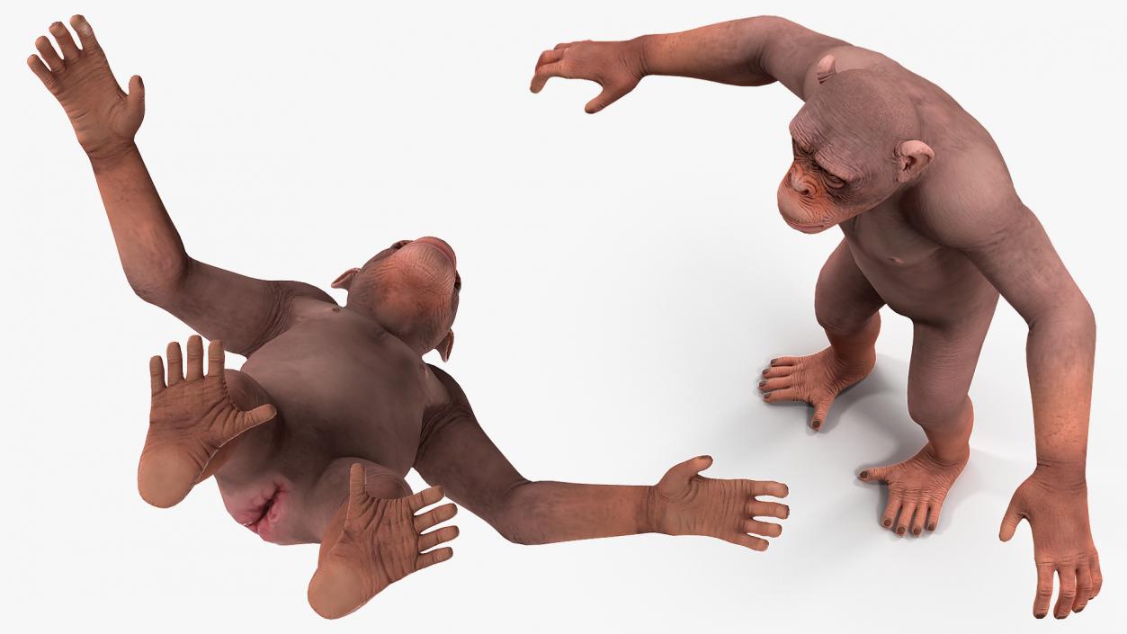 3D Light Chimpanzee Rigged model