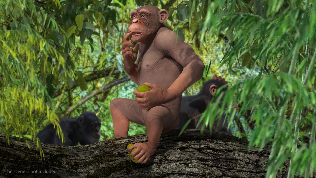 3D Light Chimpanzee Rigged model