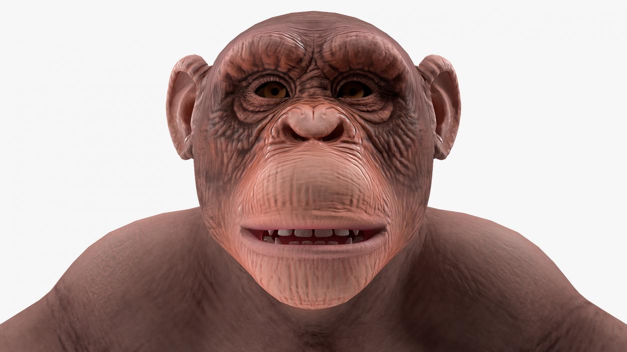 3D Light Chimpanzee Rigged model