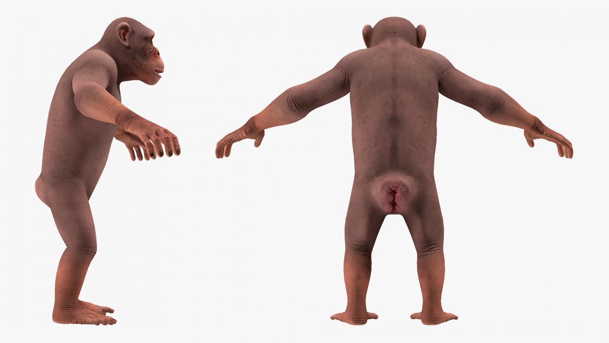 3D Light Chimpanzee Rigged model