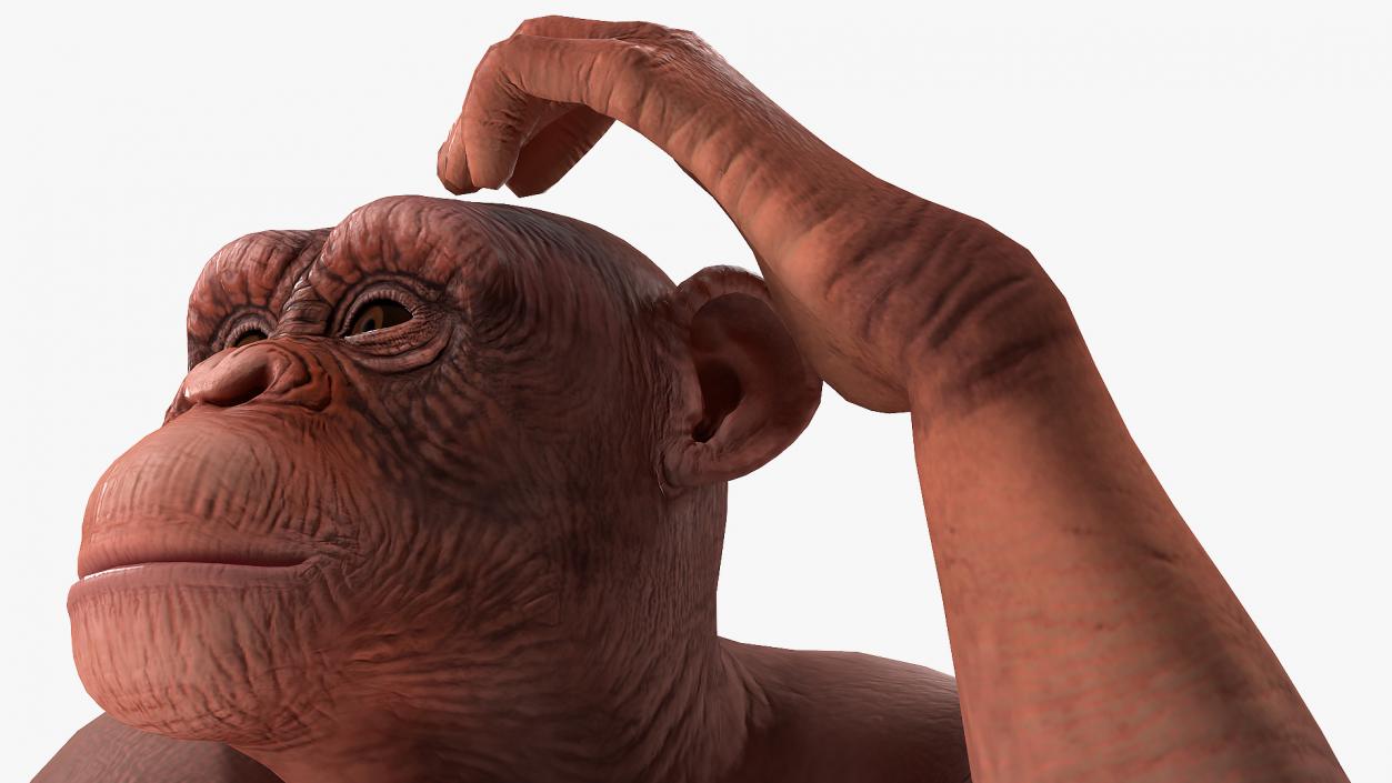 3D Light Chimpanzee Rigged model