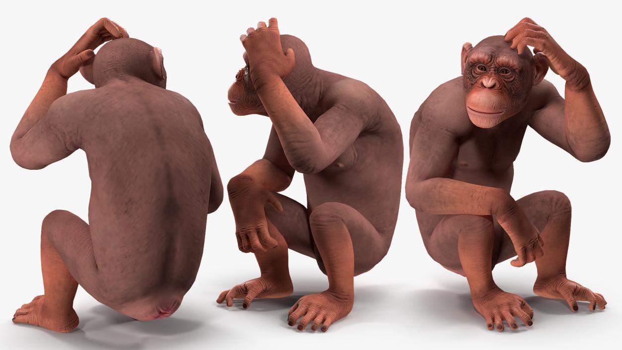 3D Light Chimpanzee Rigged model