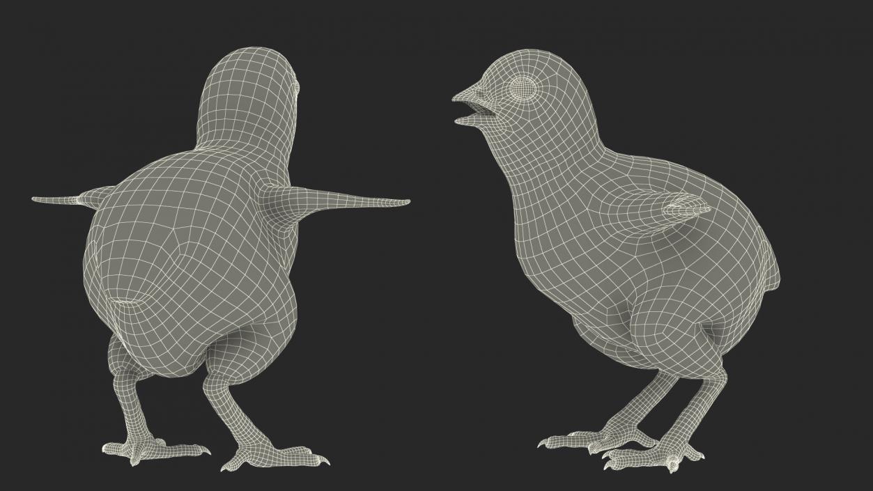 3D model Baby Chick