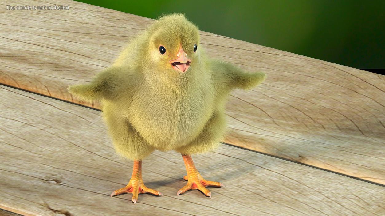 3D model Baby Chick