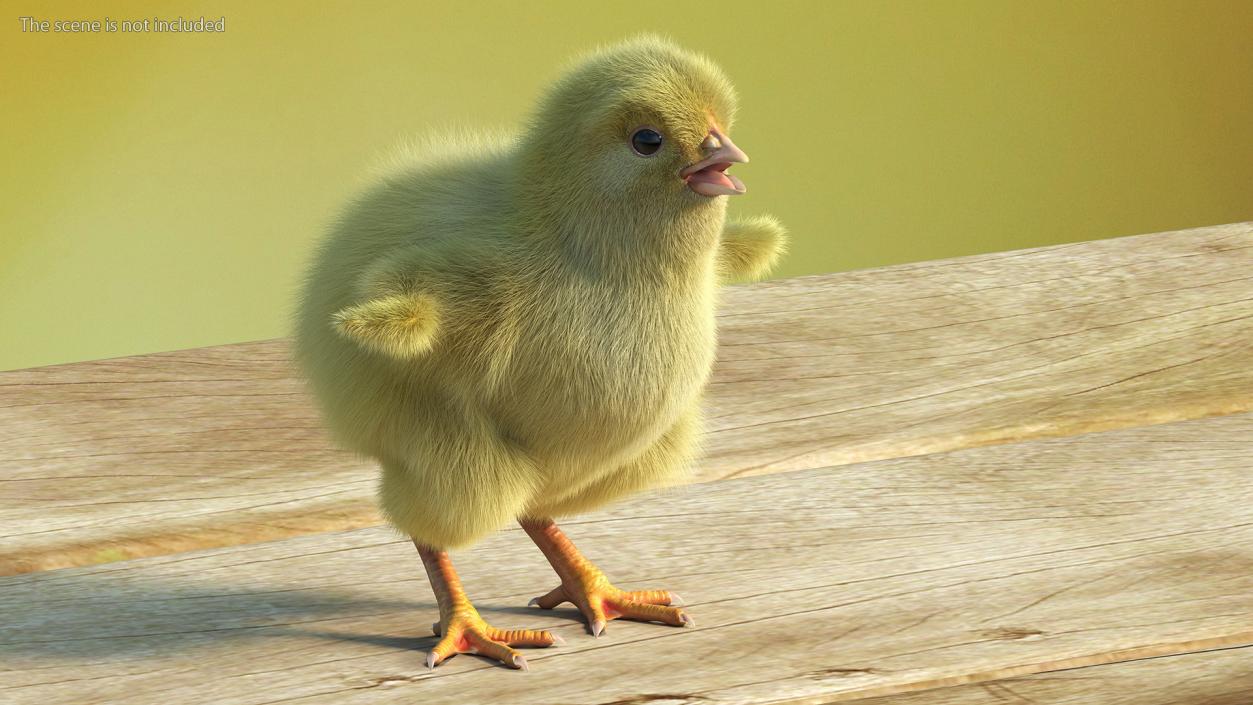 3D model Baby Chick