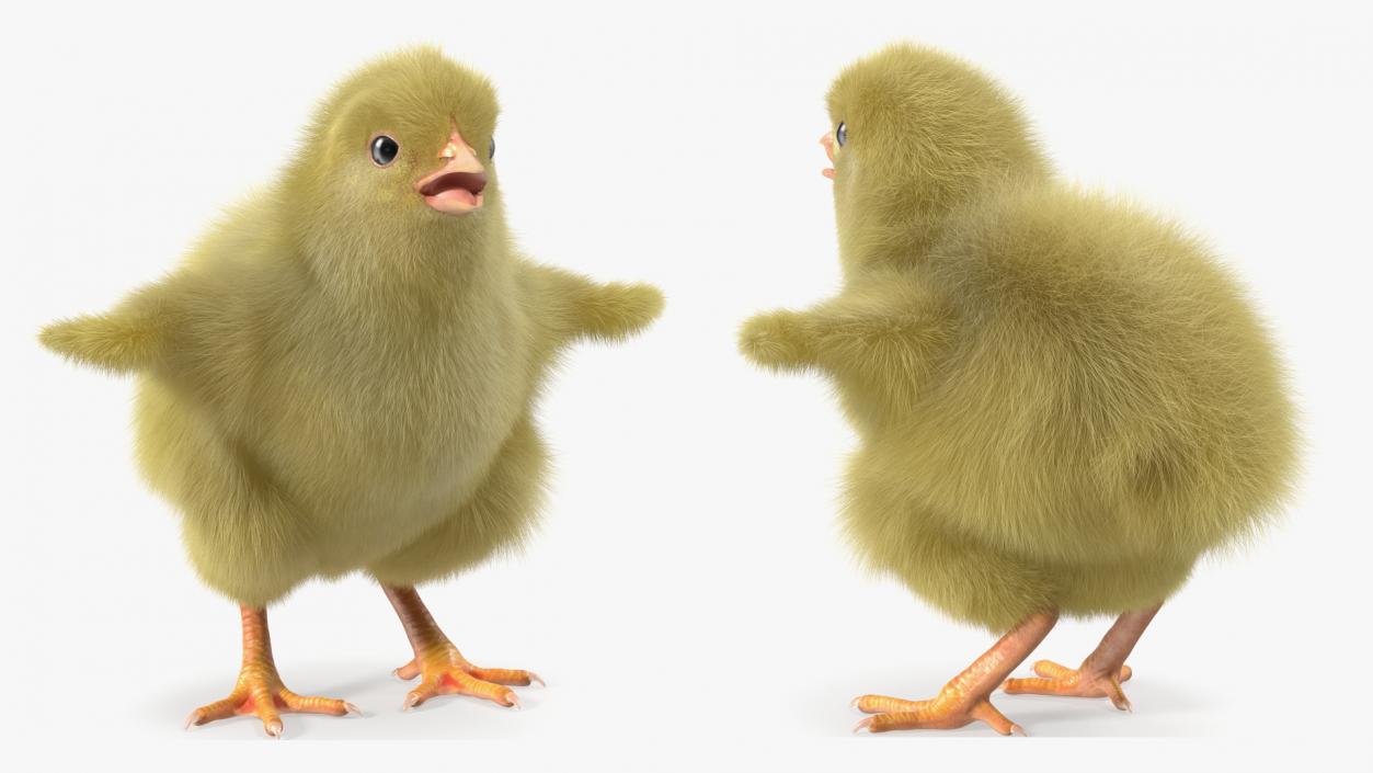 3D model Baby Chick