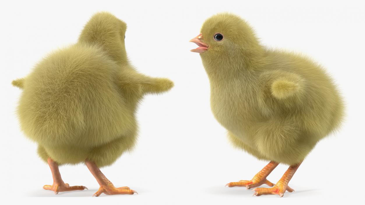 3D model Baby Chick