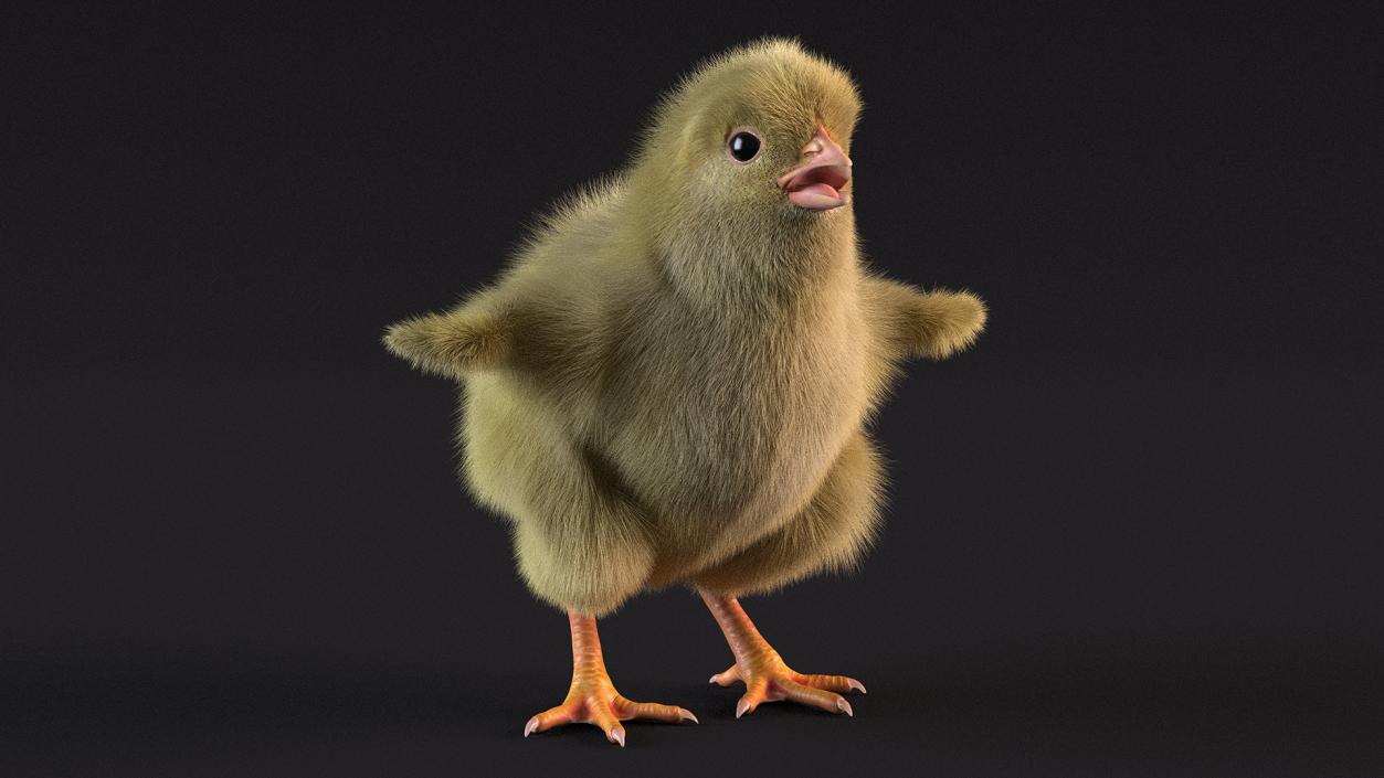 3D model Baby Chick