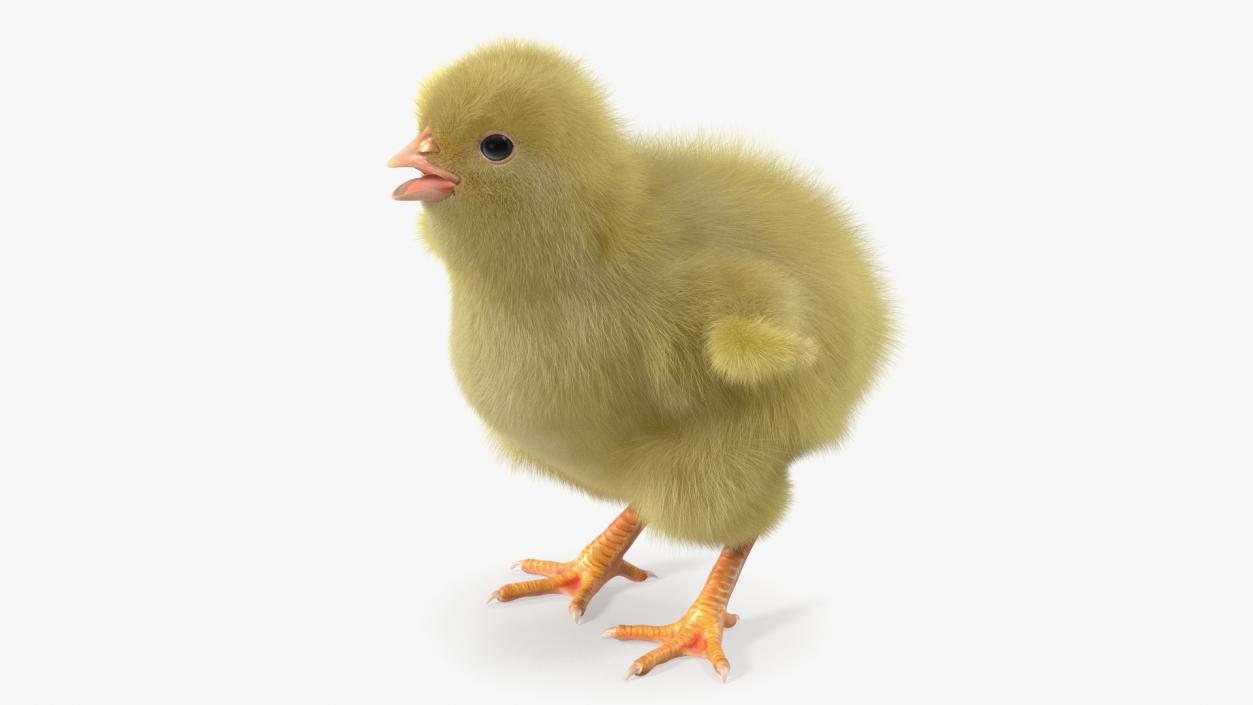 3D model Baby Chick