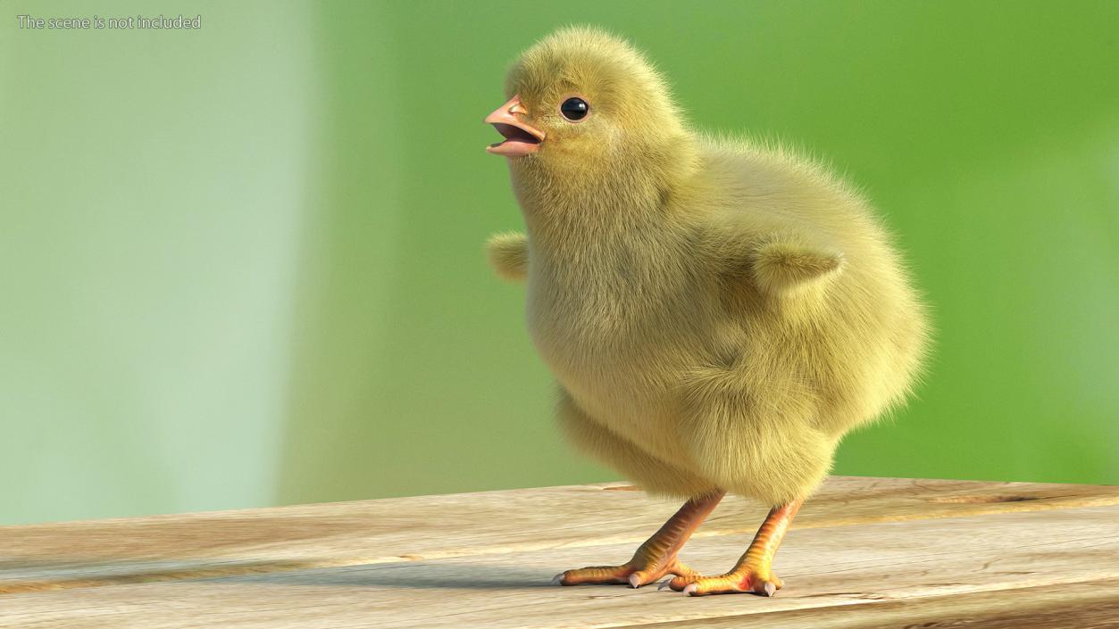 3D model Baby Chick