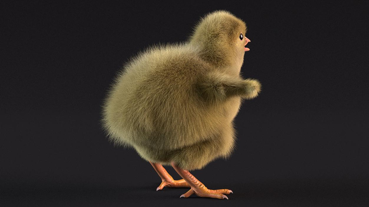 3D model Baby Chick