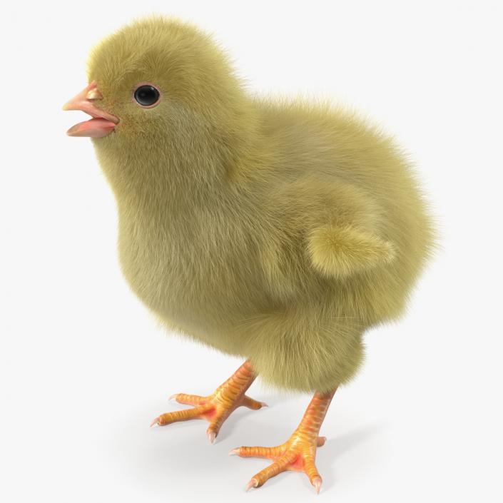 3D model Baby Chick