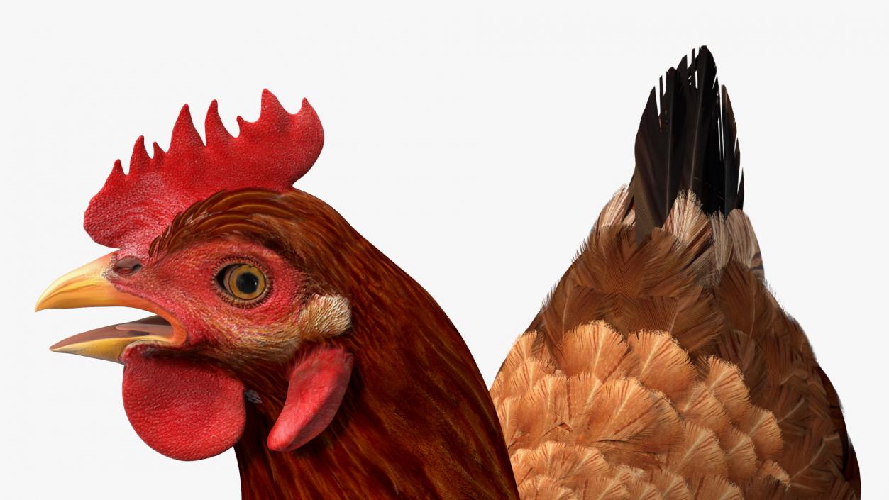 3D Chickens with Wheat Grain Collection