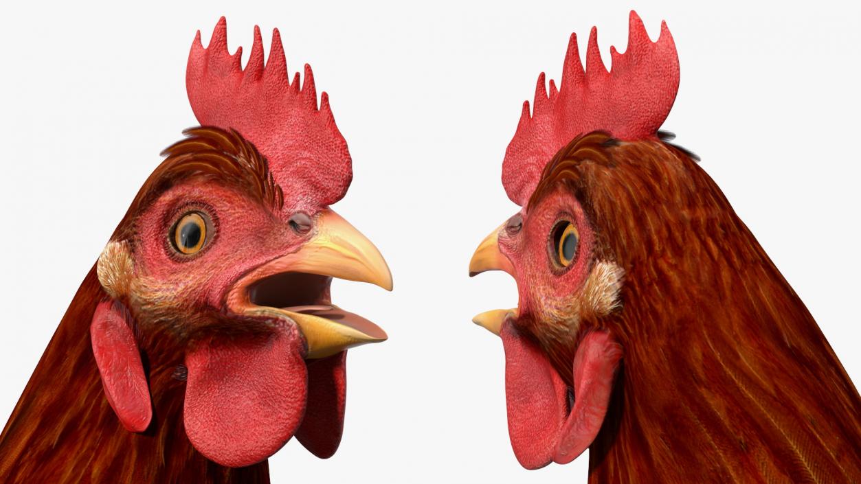 3D Chickens with Wheat Grain Collection