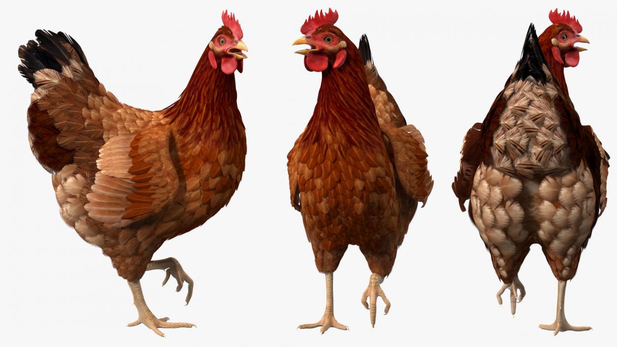 3D Chickens with Wheat Grain Collection