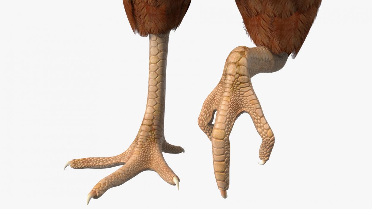 3D Chickens with Wheat Grain Collection