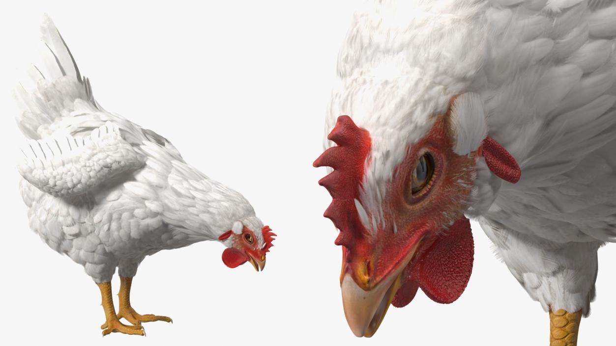 3D Chickens with Wheat Grain Collection