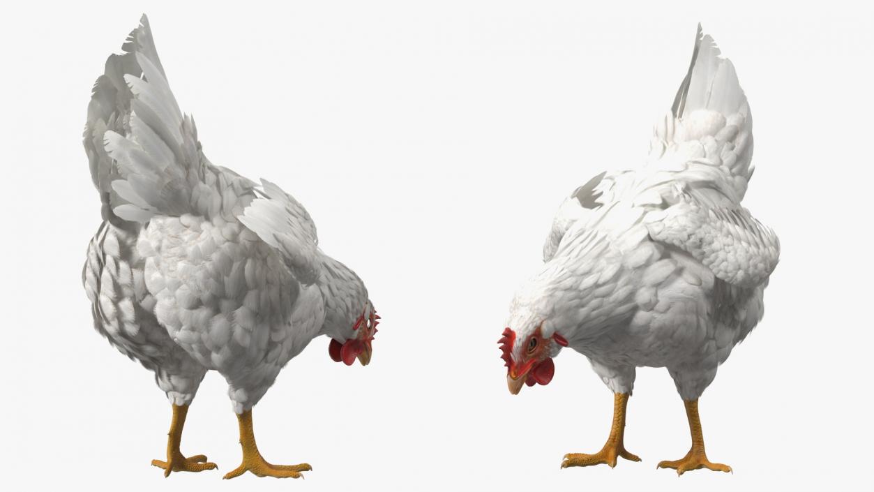 3D Chickens with Wheat Grain Collection