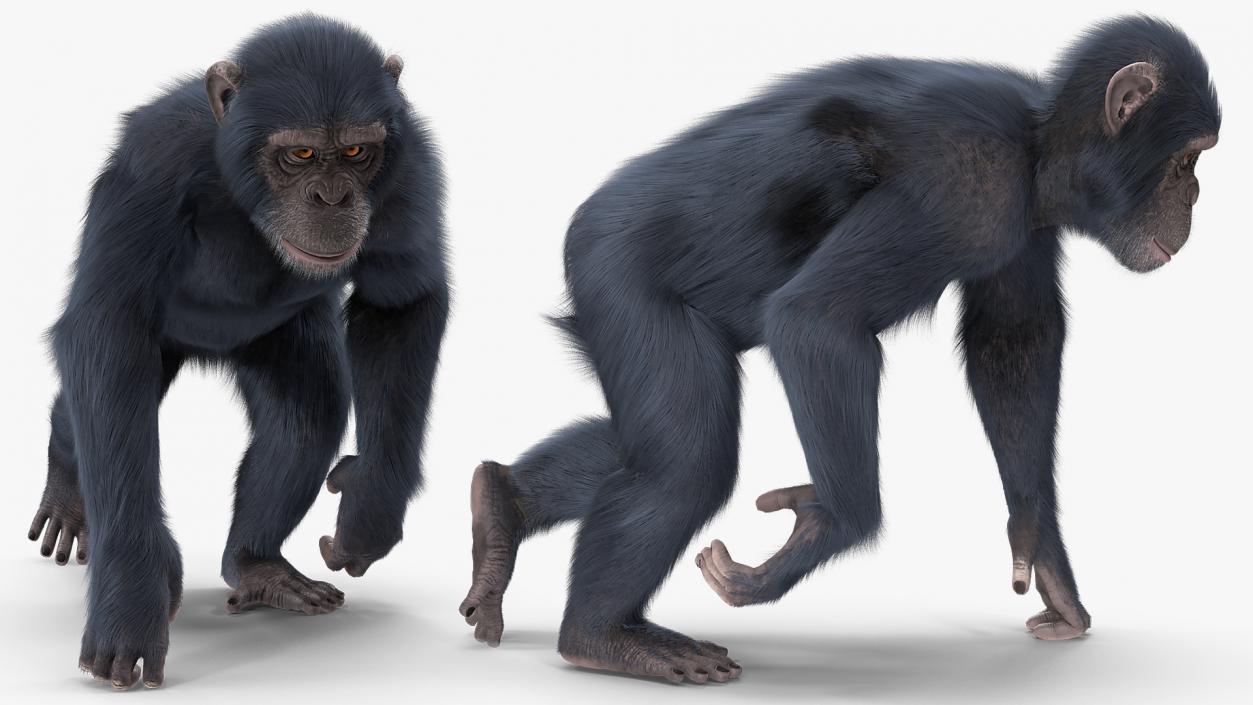 3D Animated Chimpanzee Walks Dark Skin Fur Rigged