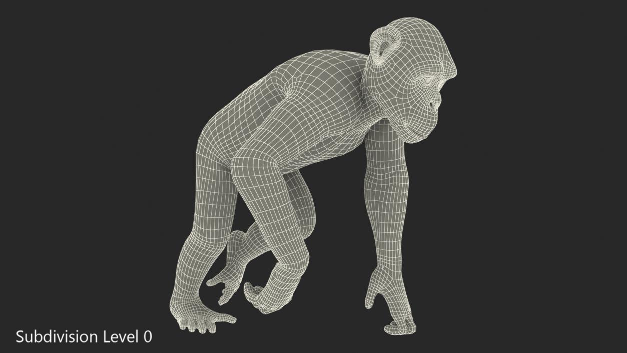 3D Animated Chimpanzee Walks Dark Skin Fur Rigged