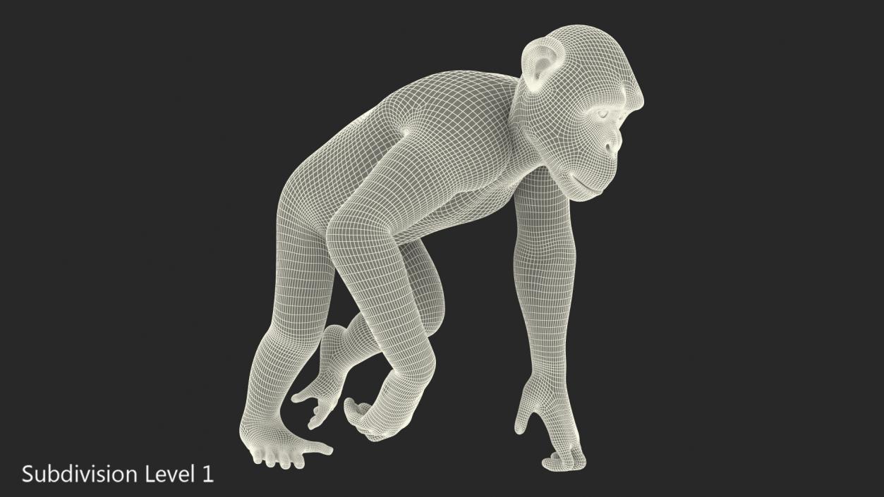 3D Animated Chimpanzee Walks Dark Skin Fur Rigged