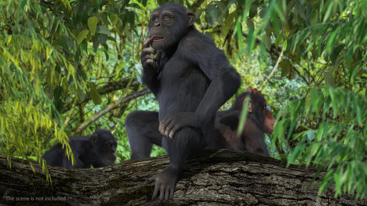 3D Animated Chimpanzee Walks Dark Skin Fur Rigged