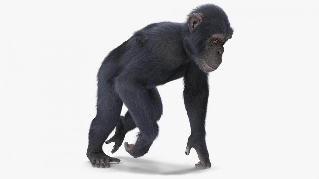 3D Animated Chimpanzee Walks Dark Skin Fur Rigged