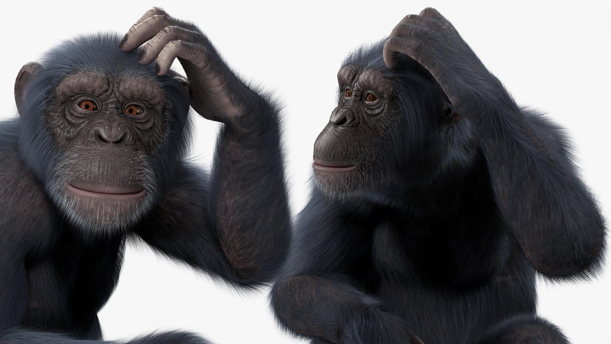 3D Animated Chimpanzee Walks Dark Skin Fur Rigged