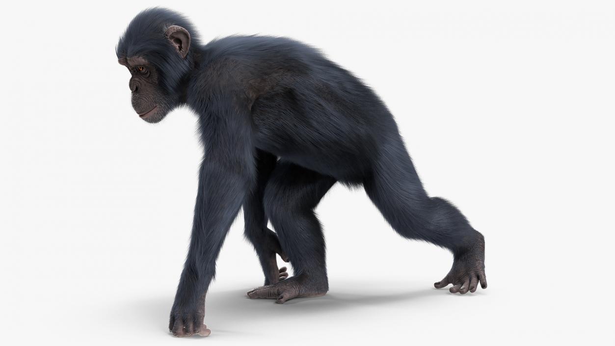 3D Animated Chimpanzee Walks Dark Skin Fur Rigged