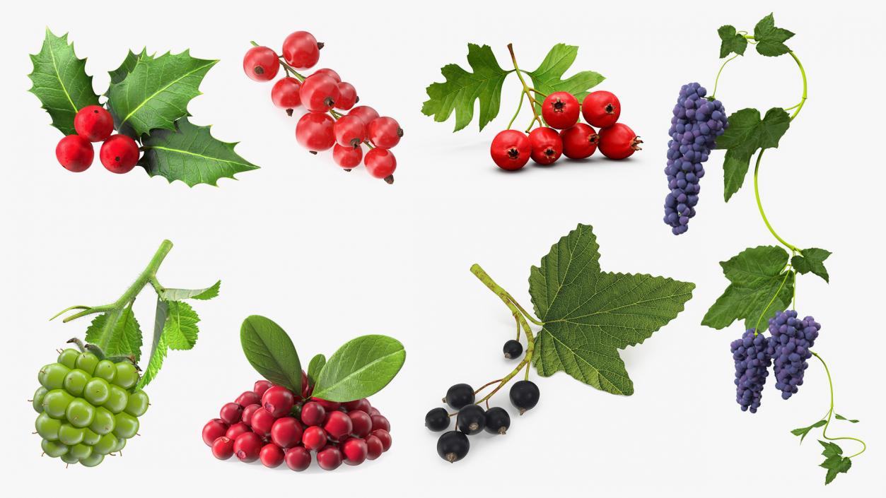 Berry Branches Collection 6 3D