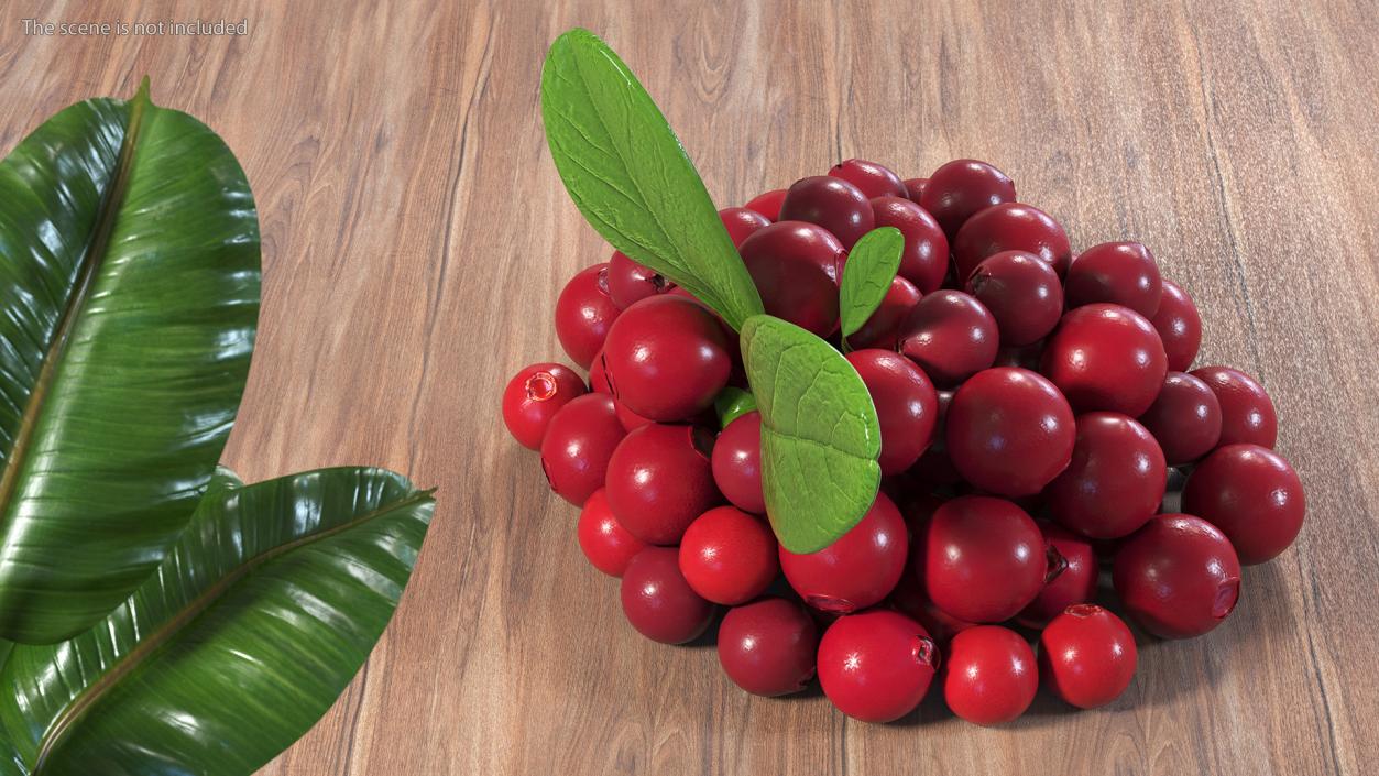 Berry Branches Collection 6 3D