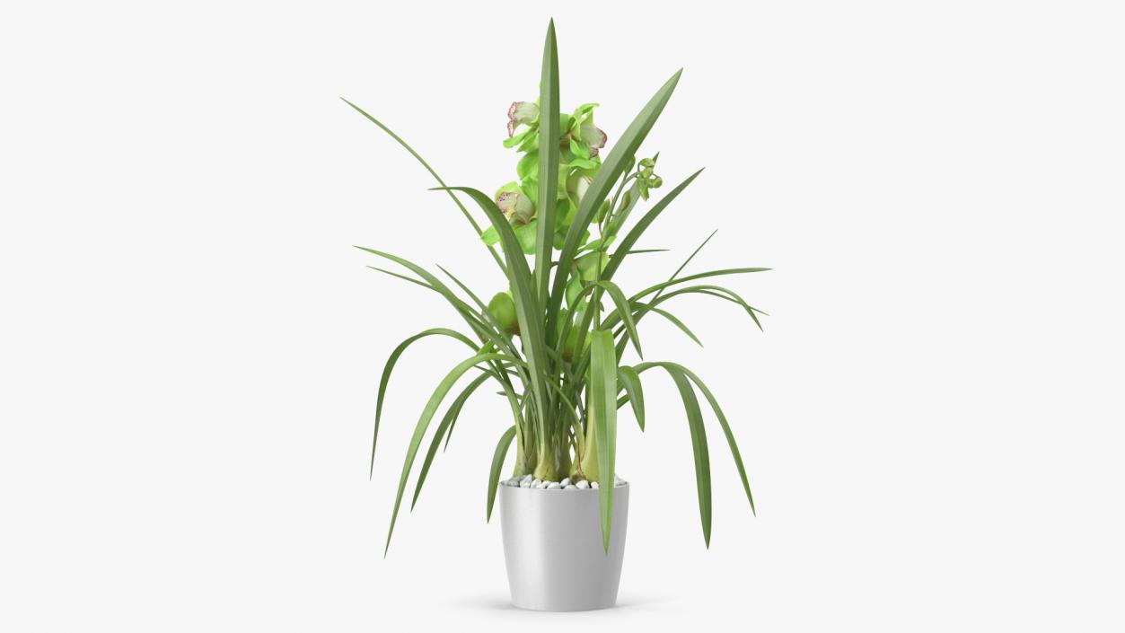 3D Orchid Pot Green