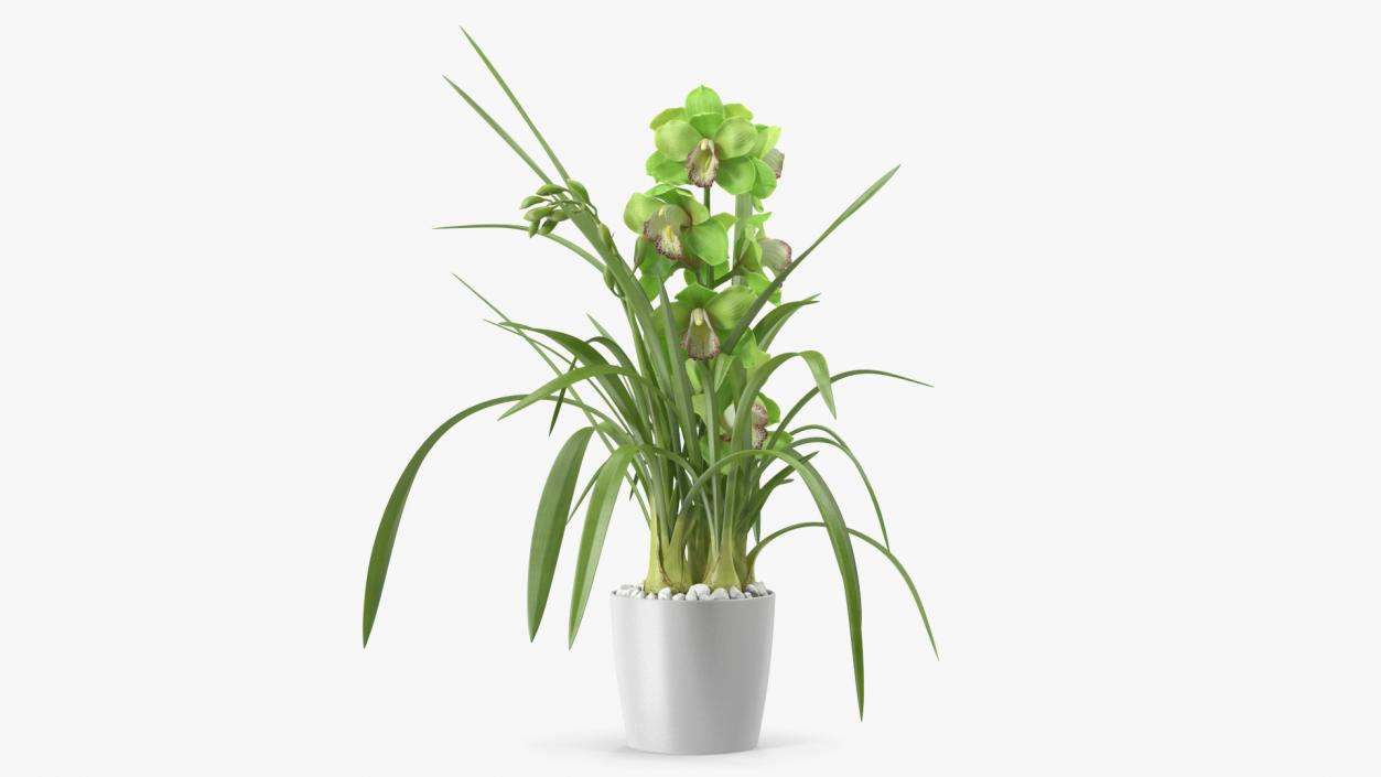 3D Orchid Pot Green