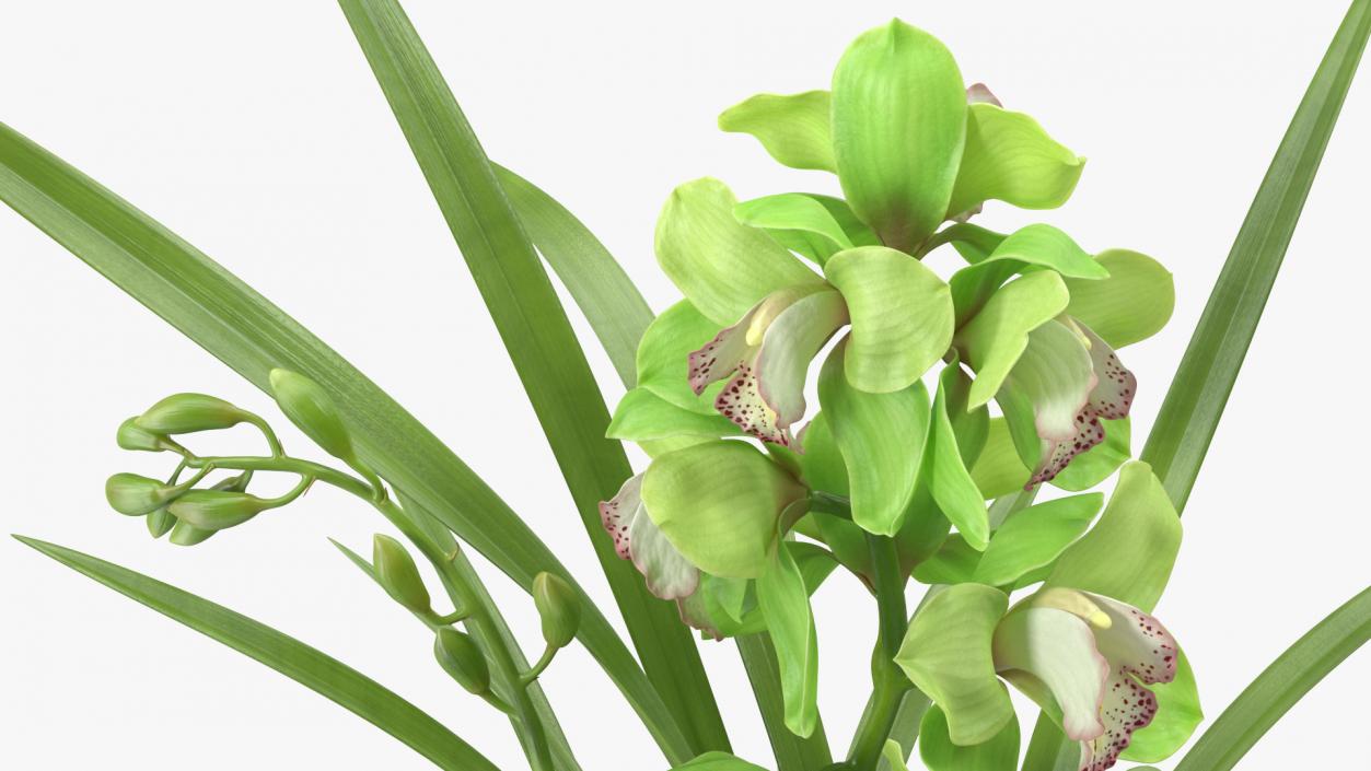 3D Orchid Pot Green