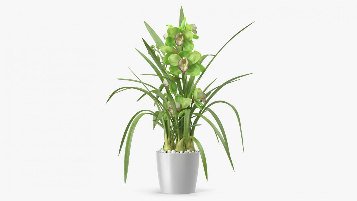 3D Orchid Pot Green