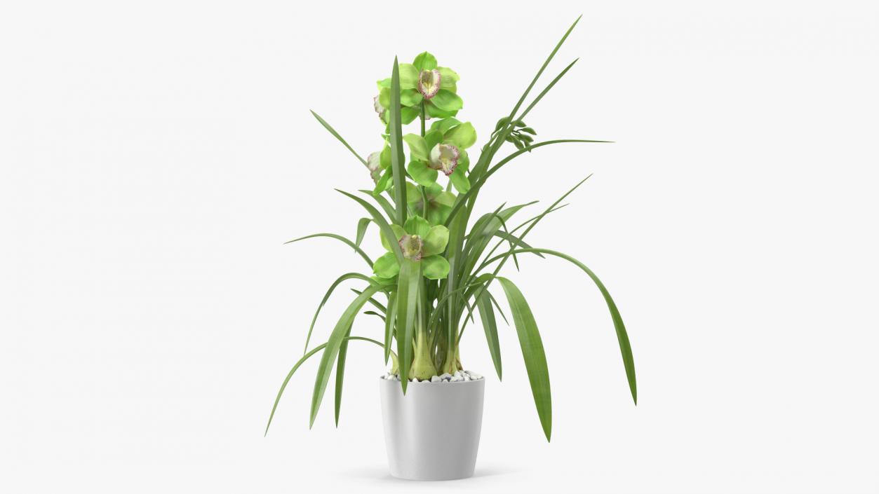 3D Orchid Pot Green