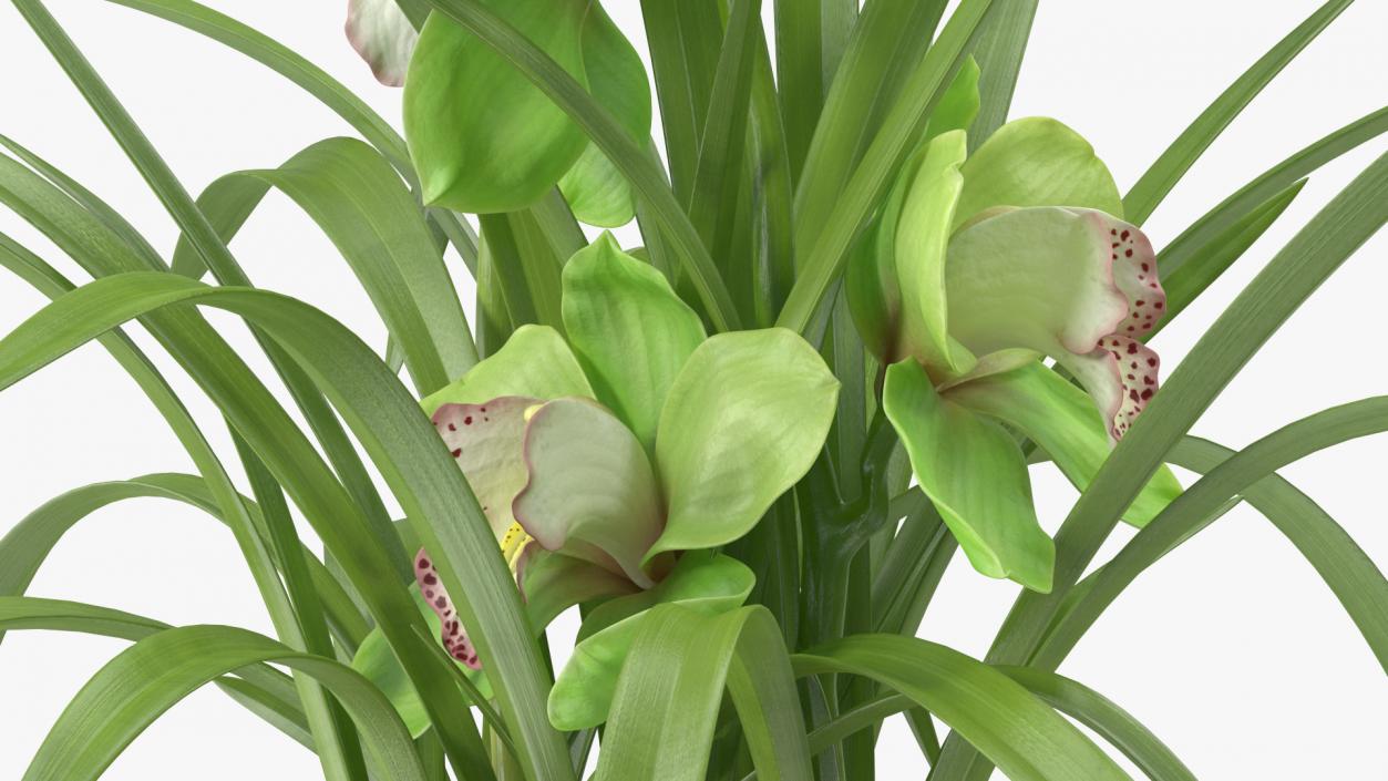 3D Orchid Pot Green