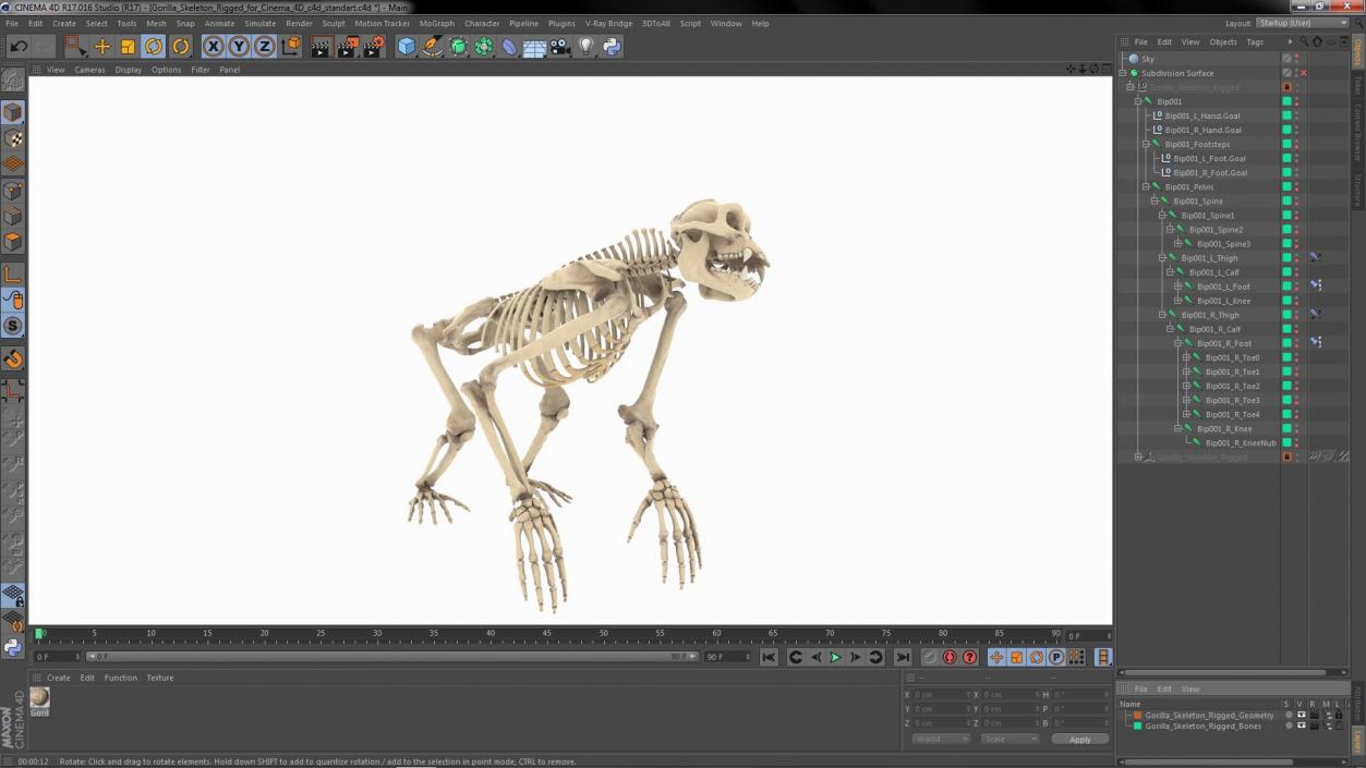 Gorilla Skeleton Rigged for Cinema 4D 3D