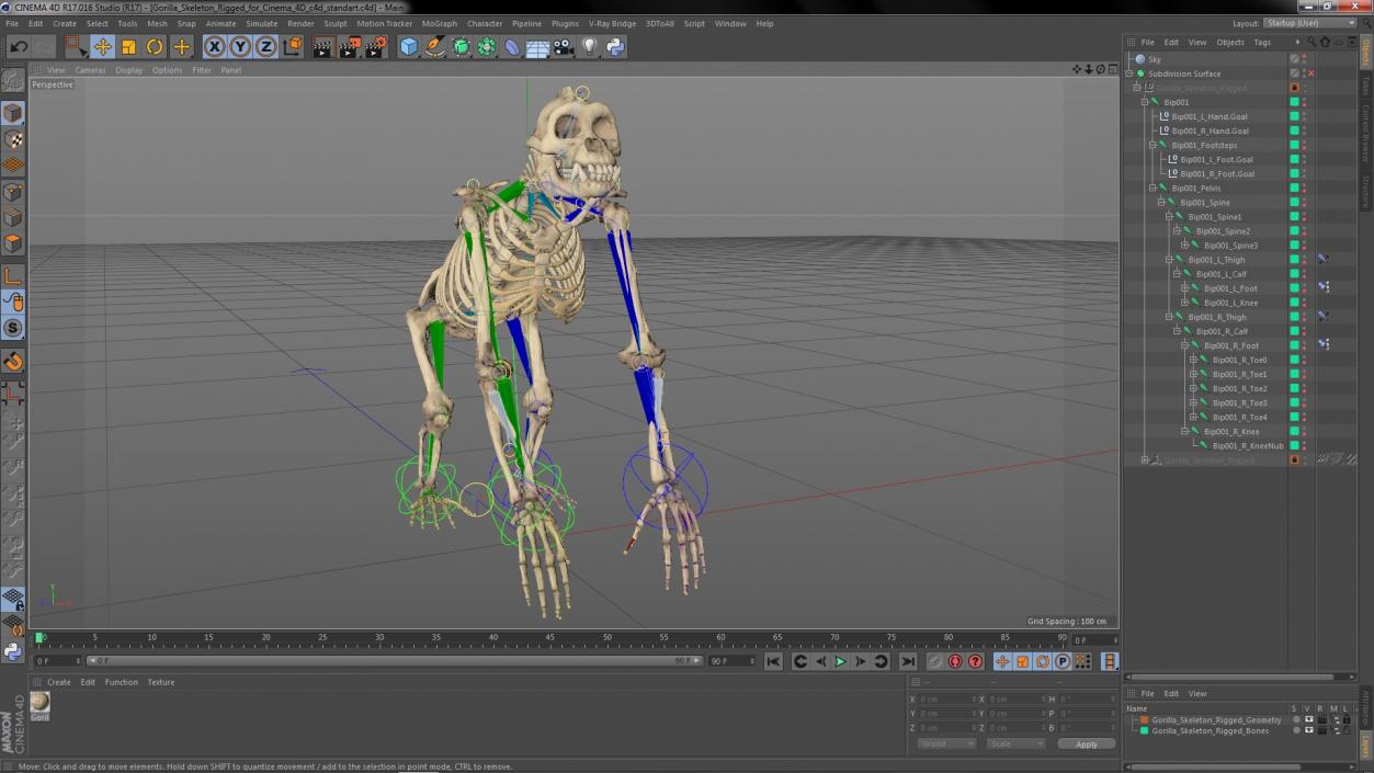 Gorilla Skeleton Rigged for Cinema 4D 3D