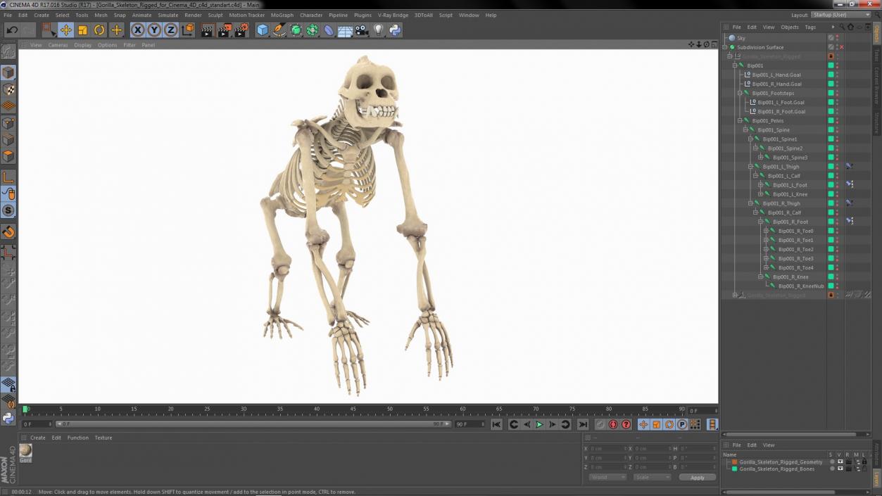 Gorilla Skeleton Rigged for Cinema 4D 3D