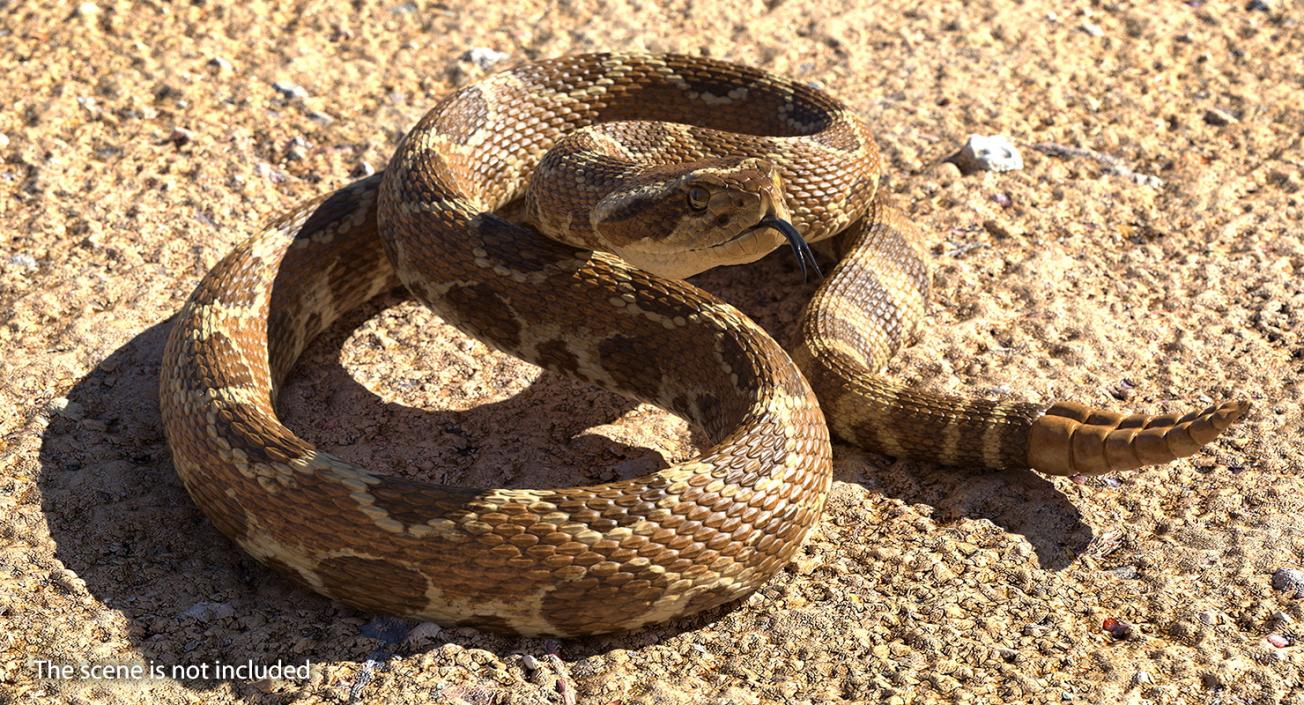 Light Rattlesnake 3D