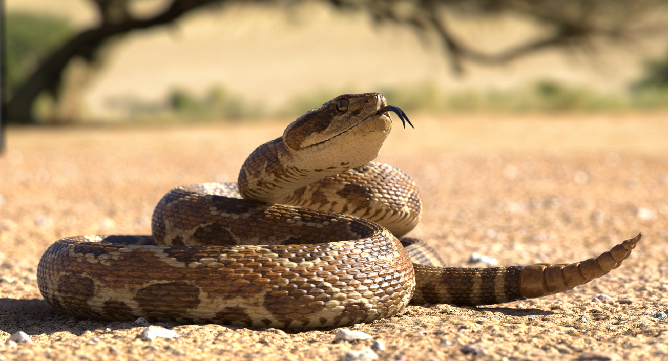 Light Rattlesnake 3D