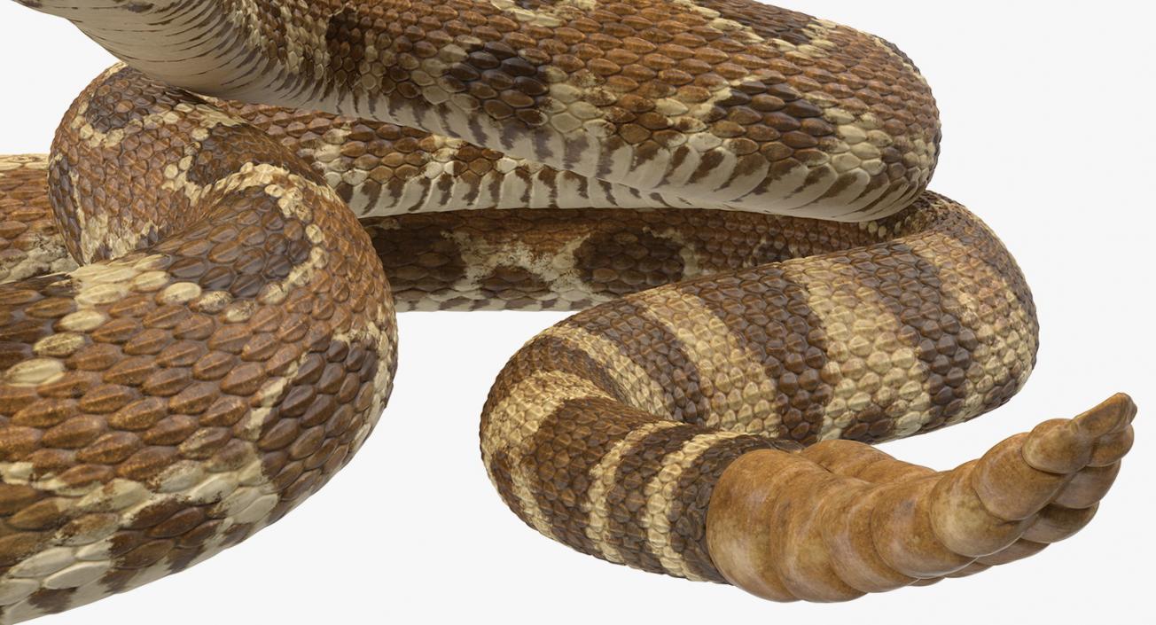 Light Rattlesnake 3D